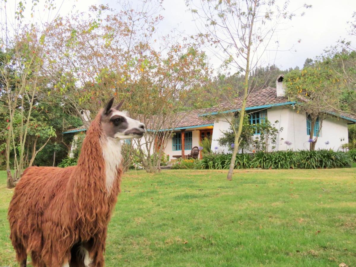 Las Palmeras Inn Otavalo Zewnętrze zdjęcie
